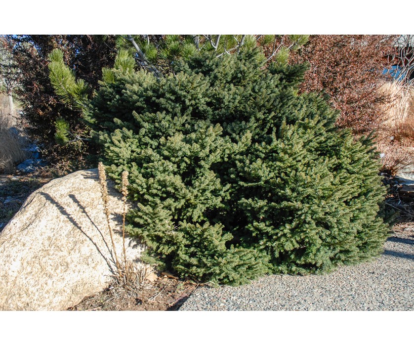 Birds Nest Spruce